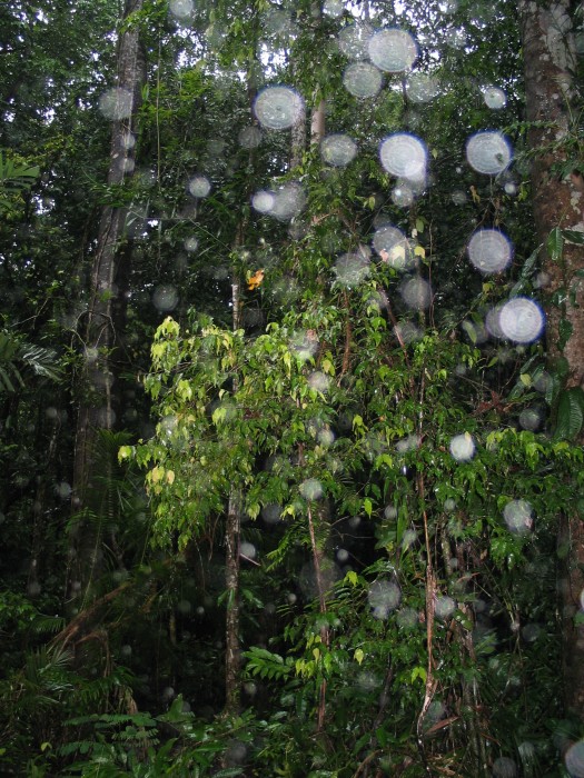 Daintree Rainforest, in the North of Port Douglas