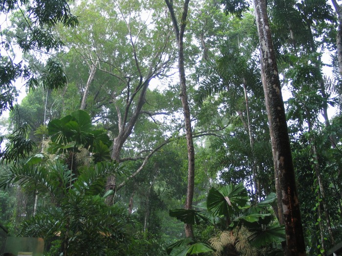 Cape Tribulation Beach House