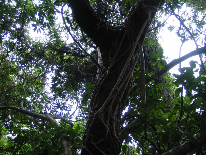 Cape Tribulation forest