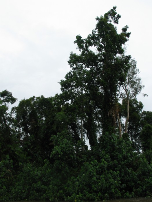 Bats along Daintree River