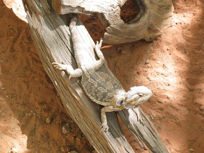 Bearded dragon