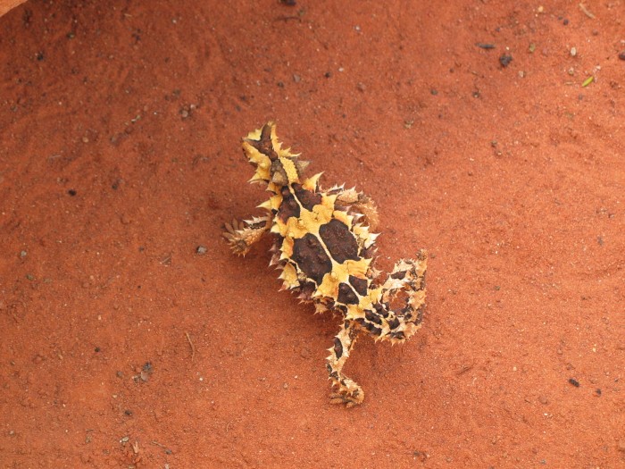 Thorny devil