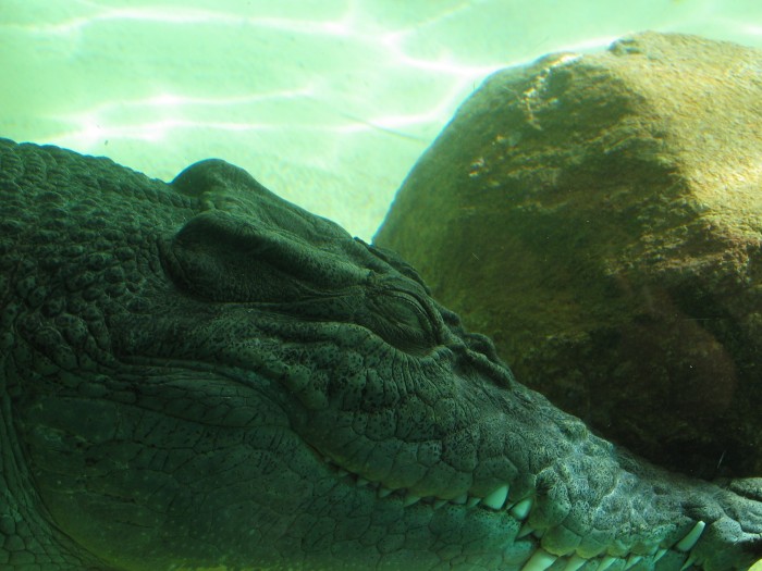 Saltwater crocodile