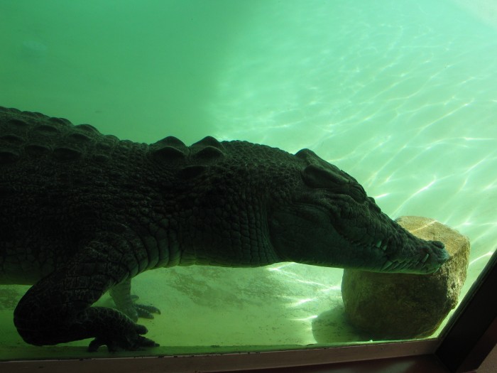 Saltwater crocodile