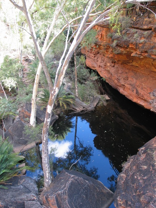 Waterhole in the hot desert