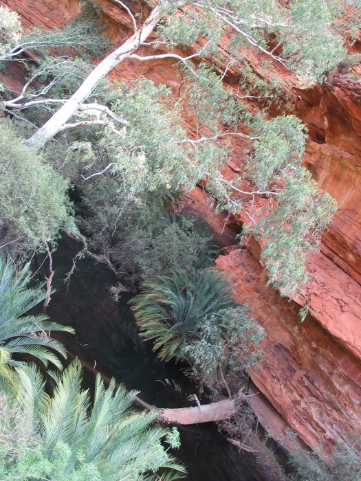 Waterhole in the hot desert