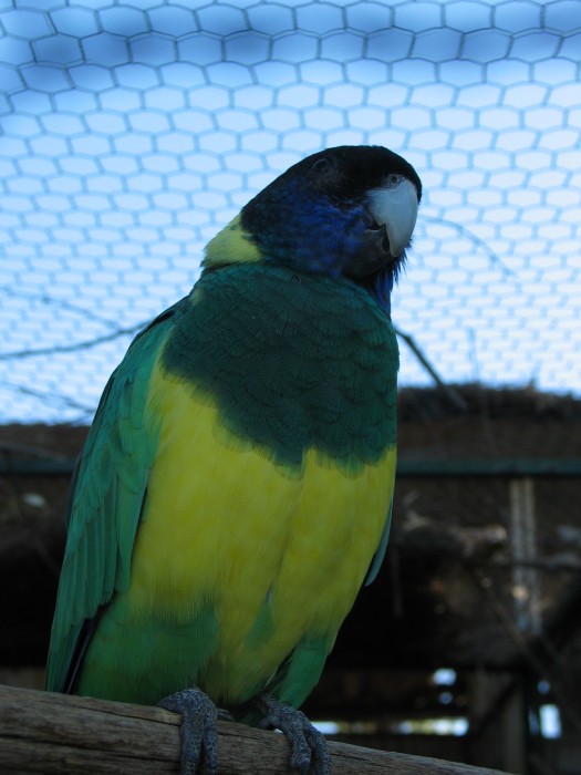 An Australian parrot