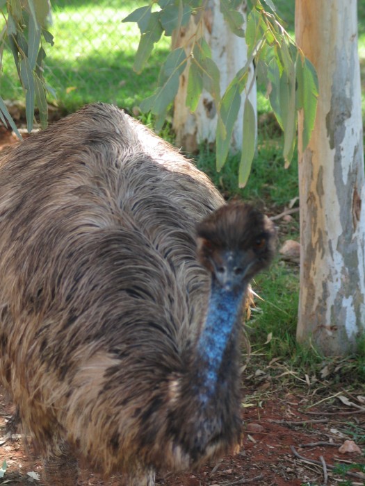 An emu