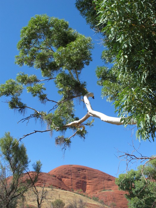 Kata Tjuta