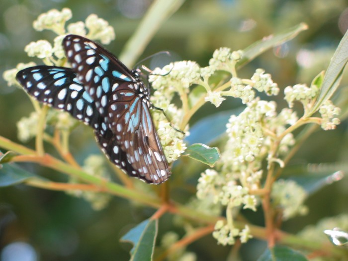 Euploea core corinna