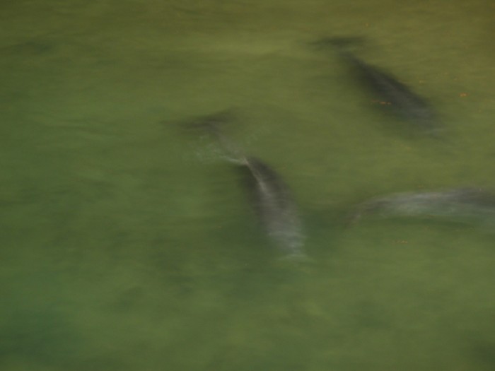 Dolphins feeding at Tangalooma