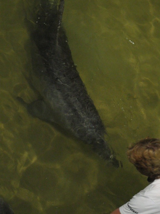 Dolphins feeding at Tangalooma