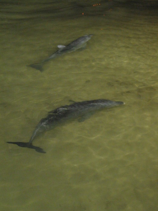 Dolphins feeding at Tangalooma