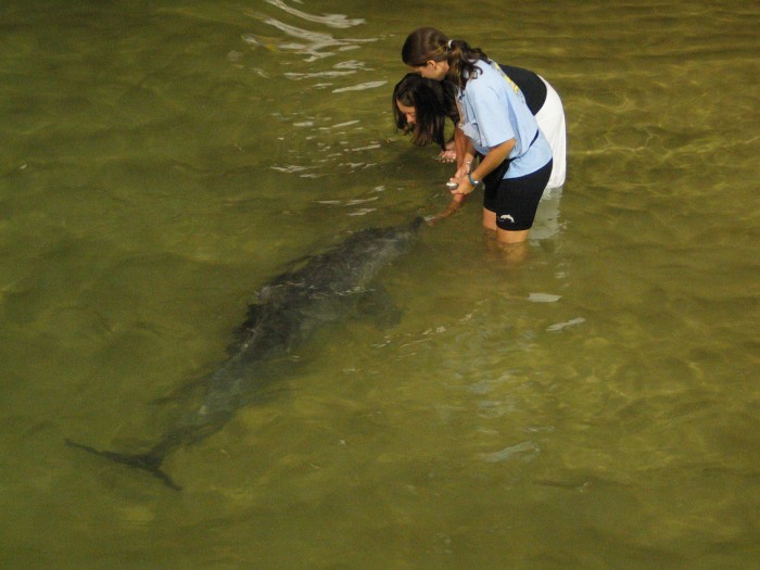 Dolphins feeding at Tangalooma