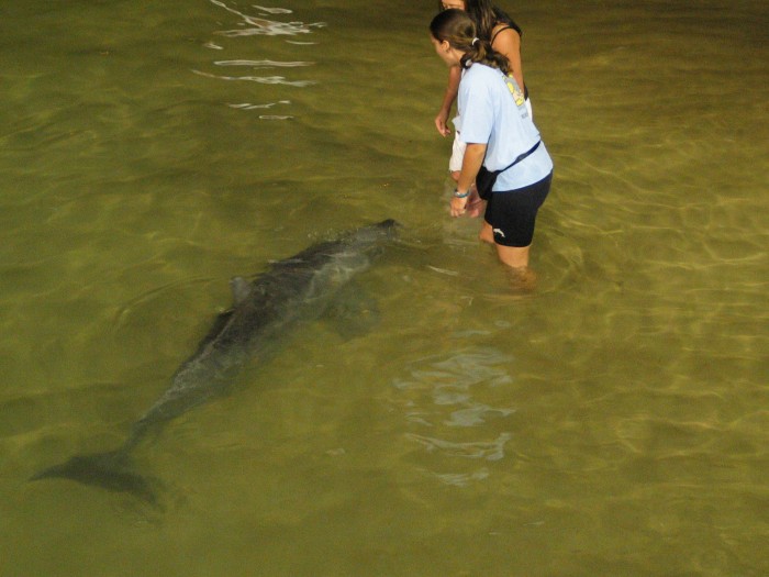 Dolphins feeding at Tangalooma