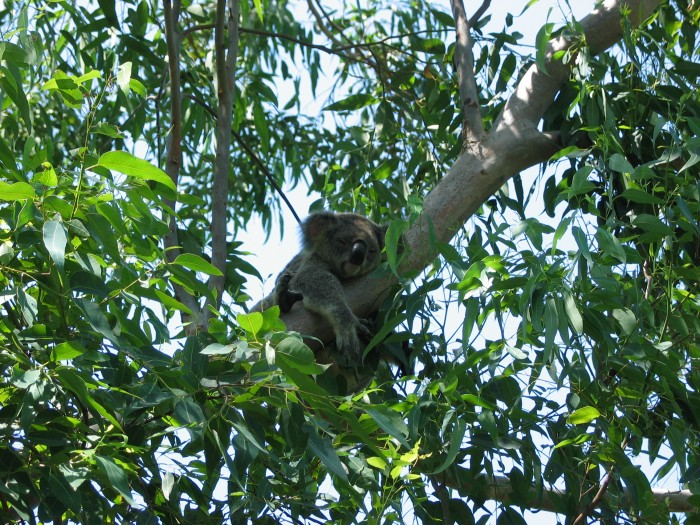 Lone Pine Koala sanctuary