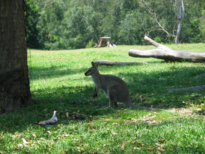 Kangaroo in Lone Pine Koala sanctuary