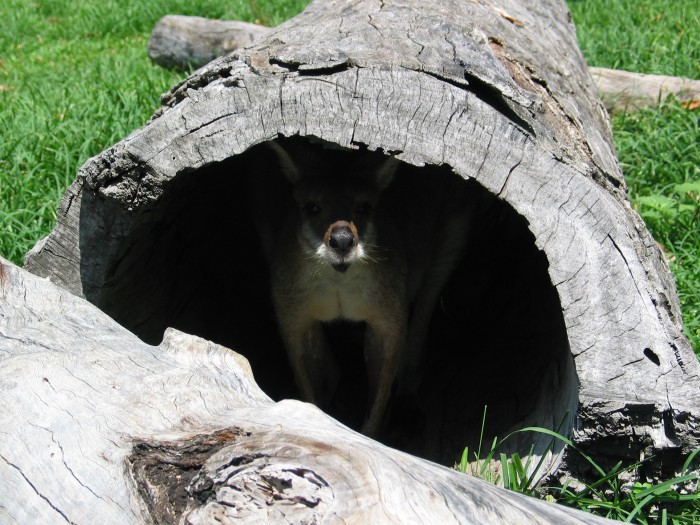 A kangaroo in a tree