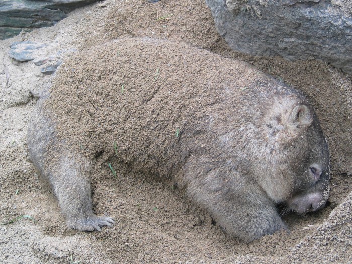 A wombat