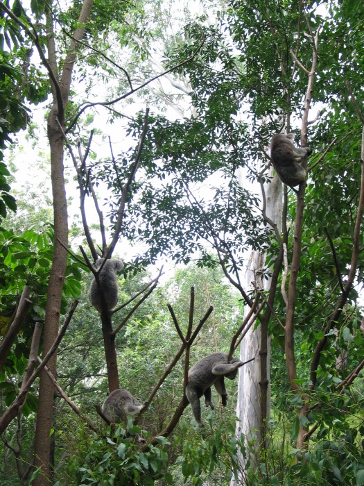 Koalas