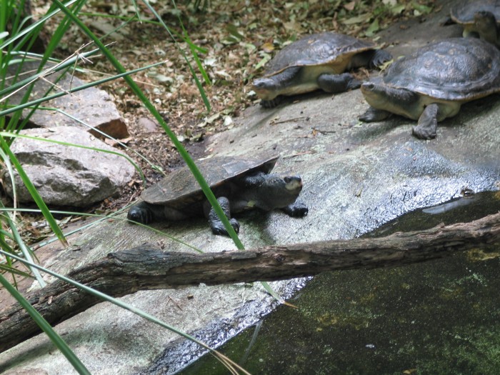 Turtles