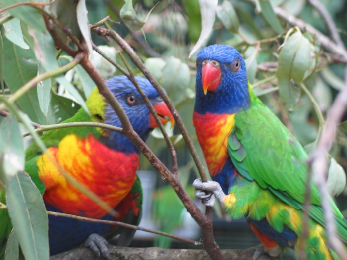 Two Rainbow Lorikeets