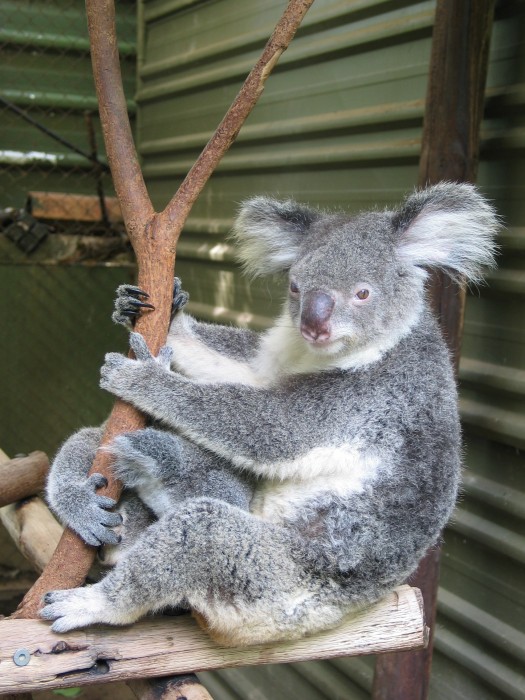 Koalas