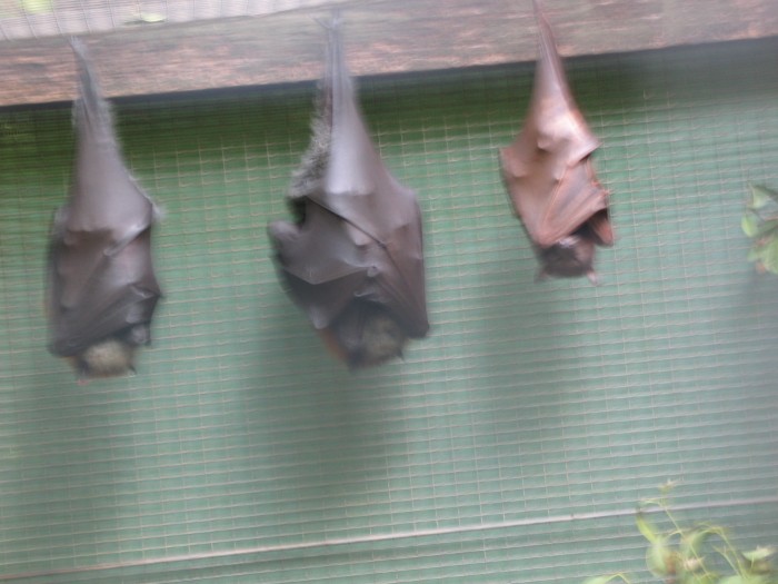 Bats