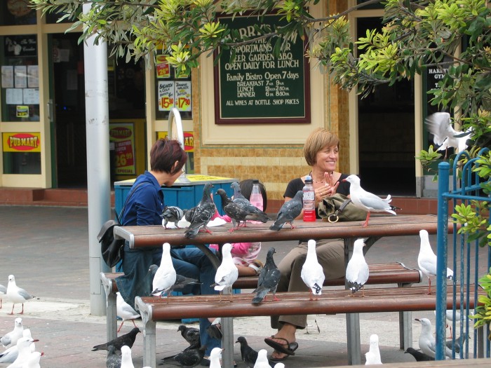 Aggressive pigeons