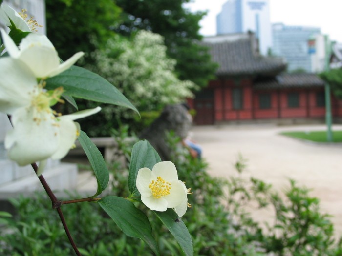 Deoksugung palace