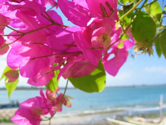 View of the sea behind flowers