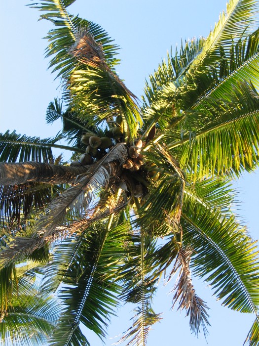 Coconut palm