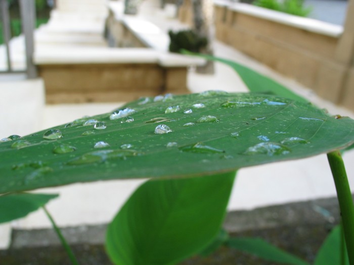 Leaf and water droplet