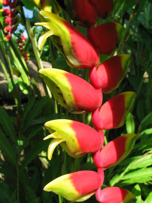 Heliconia