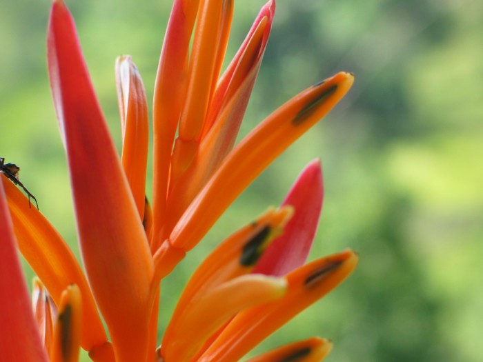 Heliconia