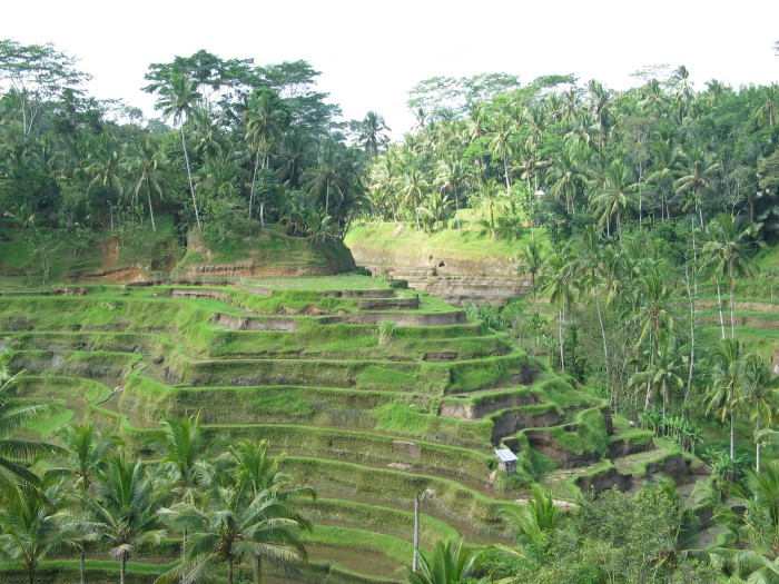 Terrace rice fields