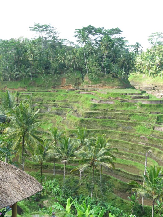 Terrace rice fields