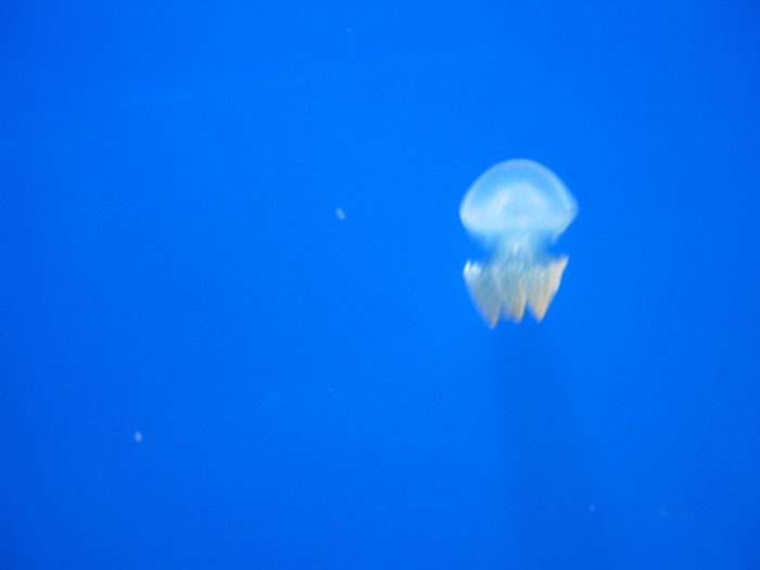 Jellyfish